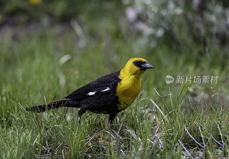 黄头黑鸟(Xanthocephalus Xanthocephalus)是一种中等大小的黑鸟，在黄石国家公园的水边被发现。怀俄明。雄性鸟。